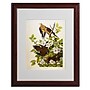 Trademark Fine Art 'Carolina Turtledove' 16" x 20" Wood Frame Art~#|#~m000236737_sc7