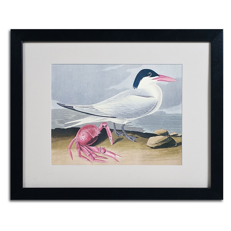 Trademark Fine Art 'Cayenne Tern' 16" x 20" Black Frame Art image 1