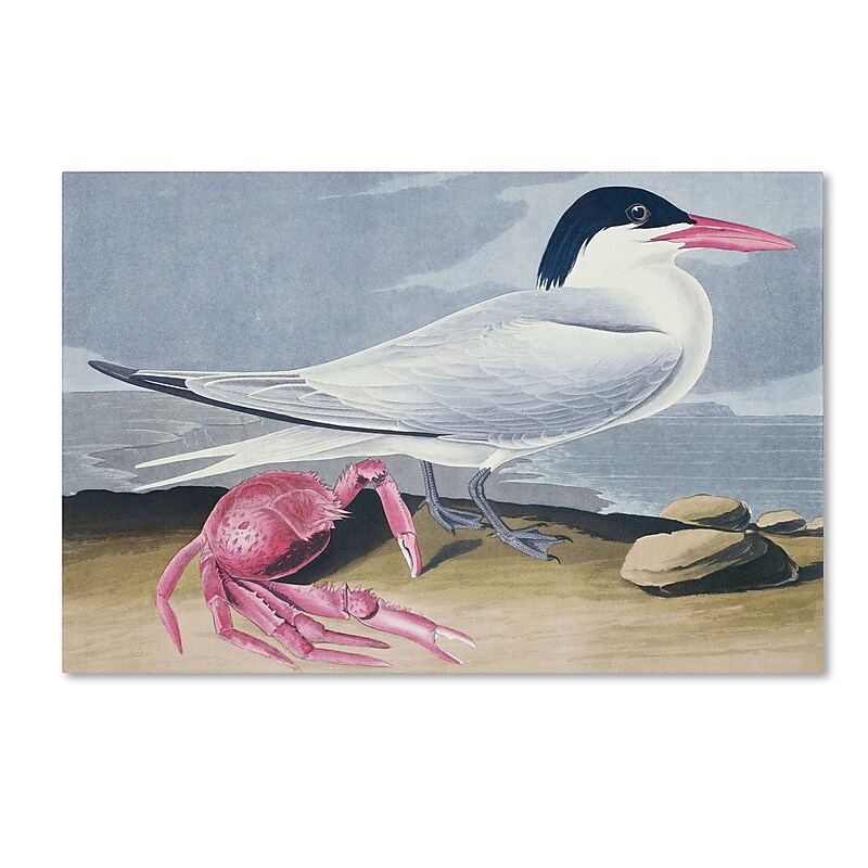 Trademark Fine Art 'Cayenne Tern' 16" x 24" Canvas Art image 1