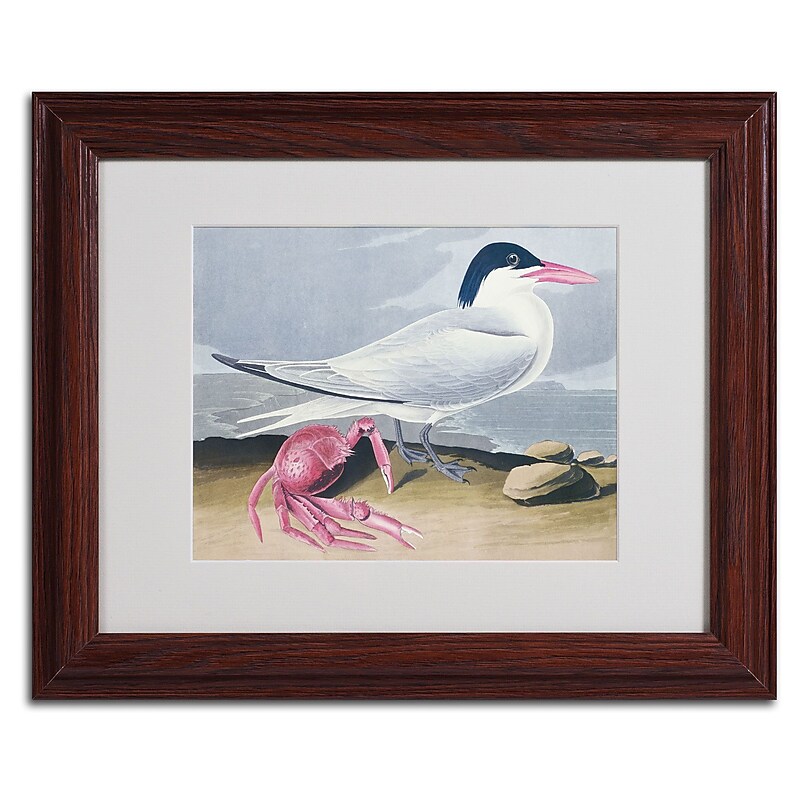 Trademark Fine Art 'Cayenne Tern' 11" x 14" Wood Frame Art image 1