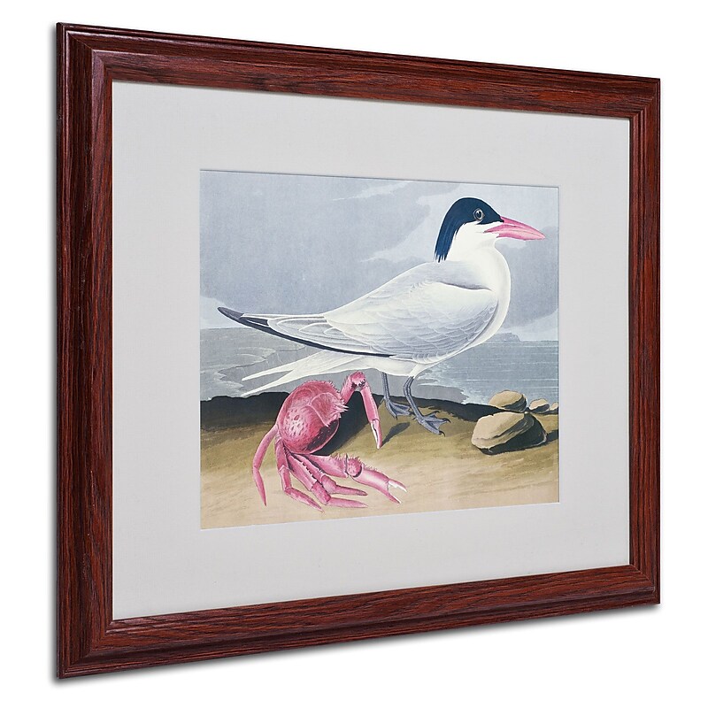 Trademark Fine Art 'Cayenne Tern' 16" x 20" Wood Frame Art image 1