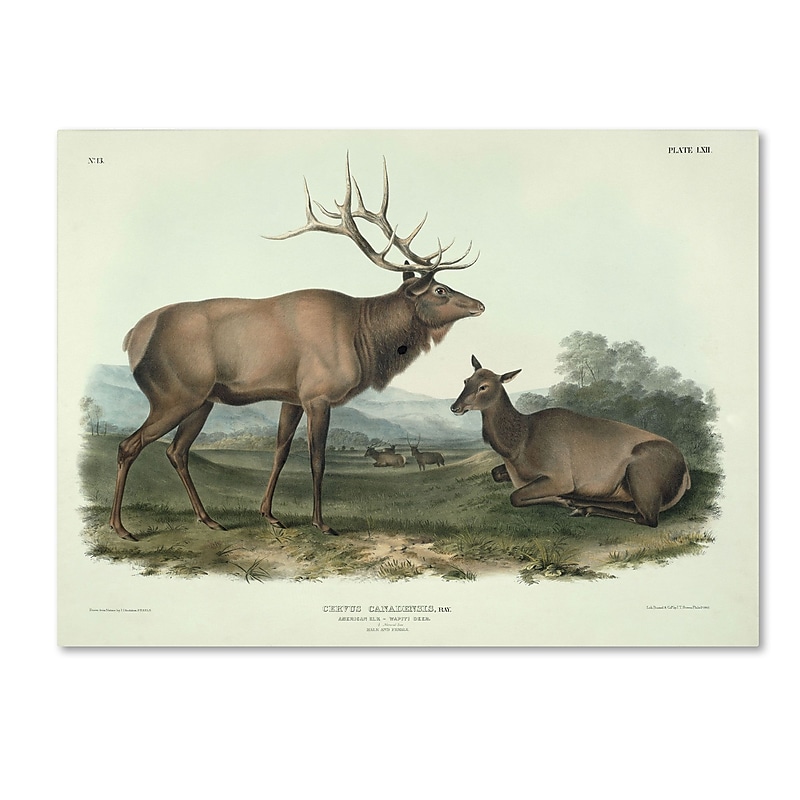 Trademark Fine Art 'Cervus Canadensis' 18" x 24" Canvas Art image 1