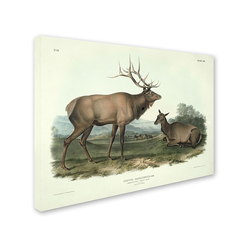 Trademark Fine Art 'Cervus Canadensis' 14" x 19" Canvas Art image 1