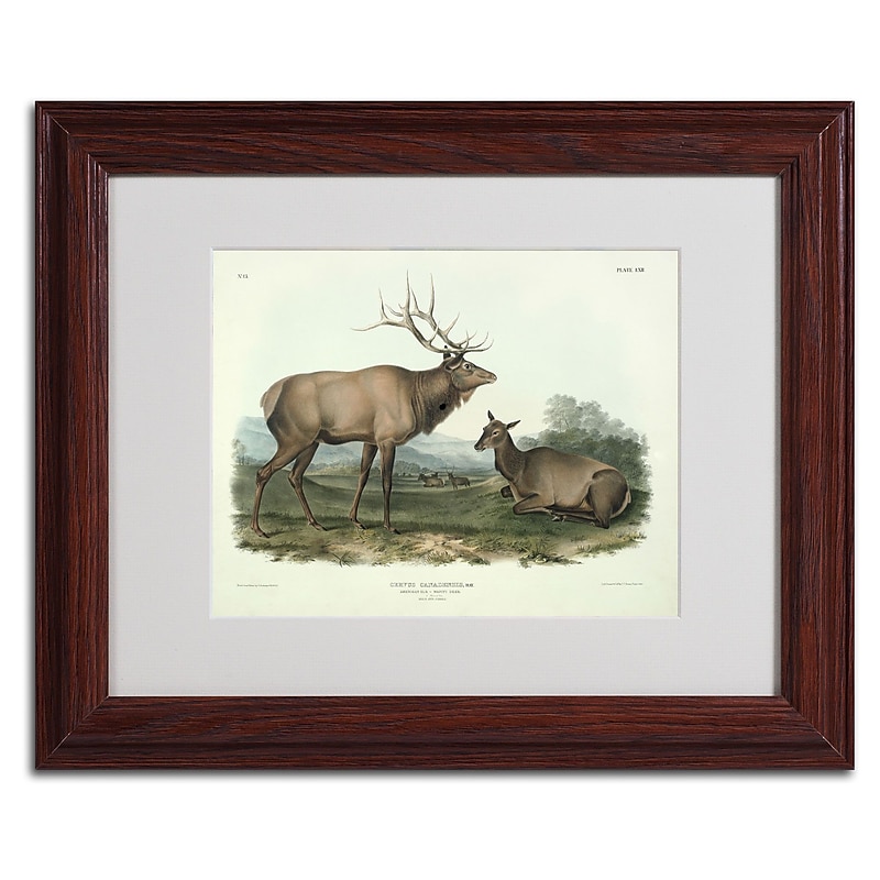 Trademark Fine Art 'Cervus Canadensis' 11" x 14" Wood Frame Art image 1