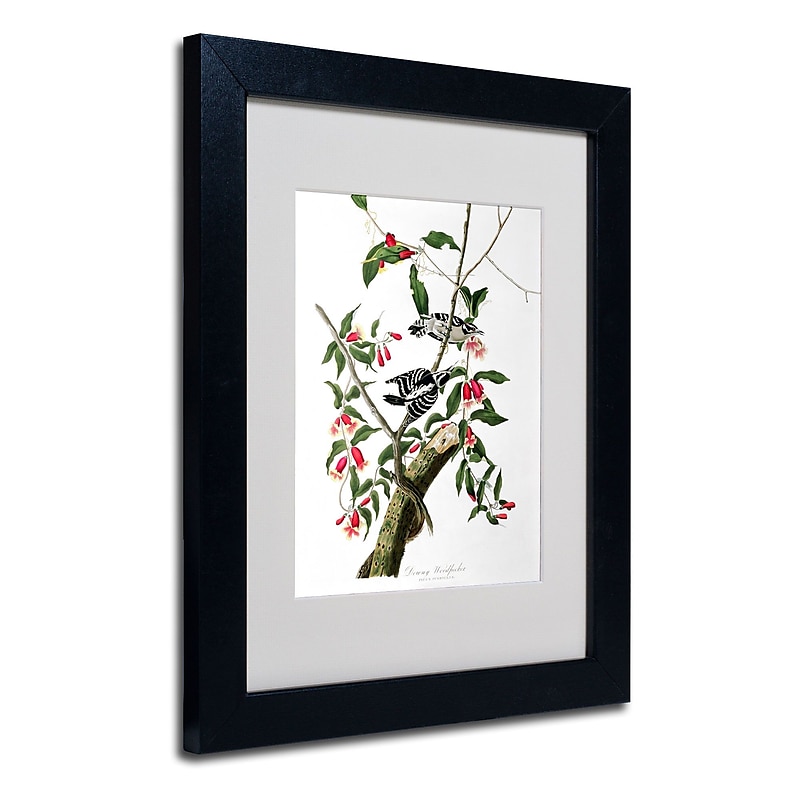 Trademark Fine Art 'Downy Woodpecker' 11" x 14" Black Frame Art image 1