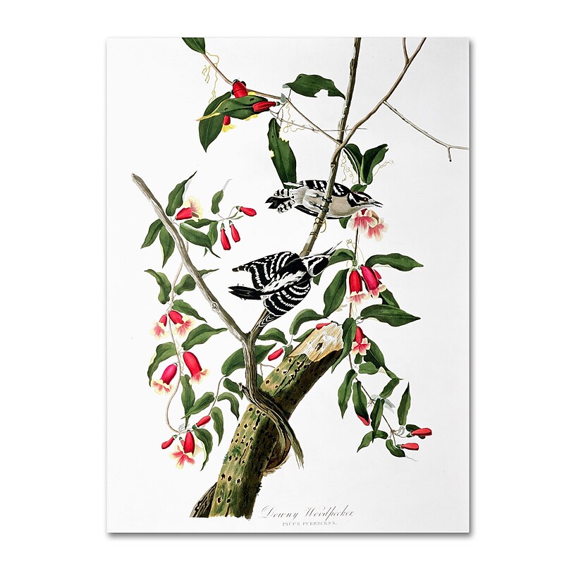 Trademark Fine Art 'Downy Woodpecker' 14" x 19" Canvas Art image 1