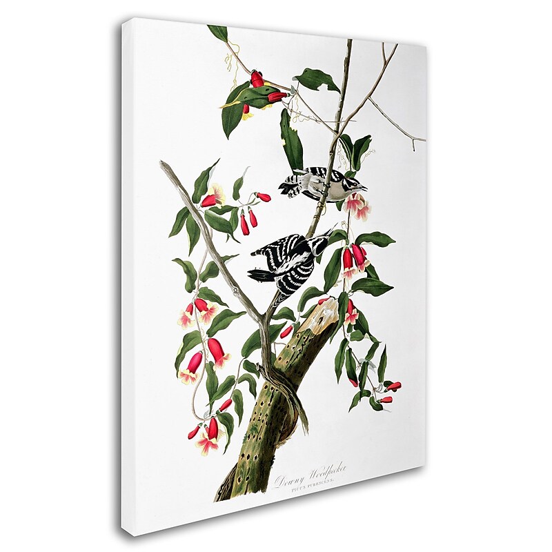 Trademark Fine Art 'Downy Woodpecker' 35" x 47" Canvas Art image 1