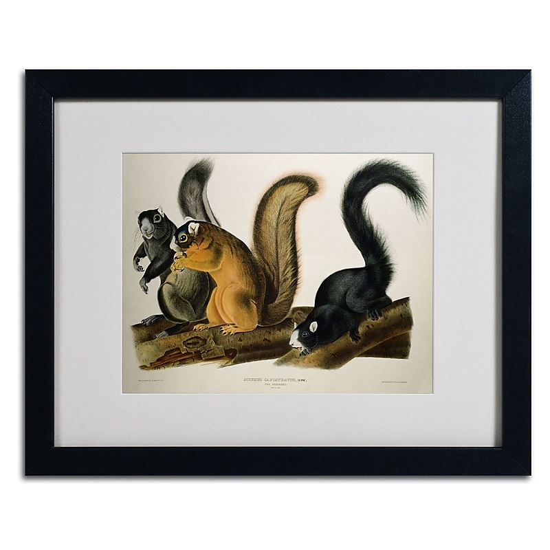 Trademark Fine Art 'Fox Squirrel' 16" x 20" Black Frame Art image 1