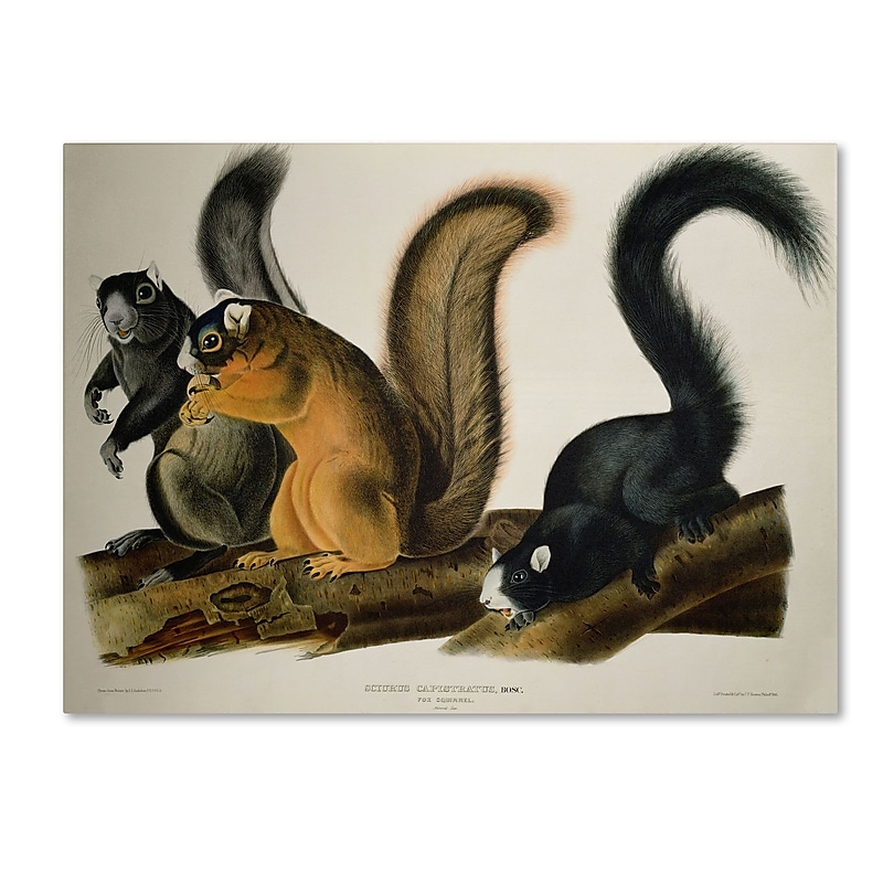 Trademark Fine Art 'Fox Squirrel' 18" x 24" Canvas Art image 1
