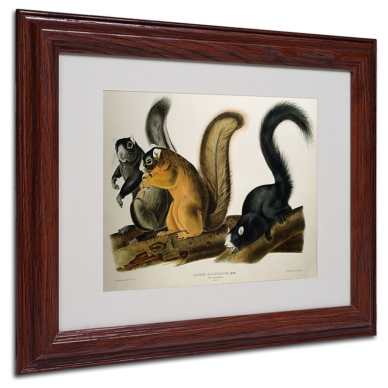 Trademark Fine Art 'Fox Squirrel' 11" x 14" Wood Frame Art image 1