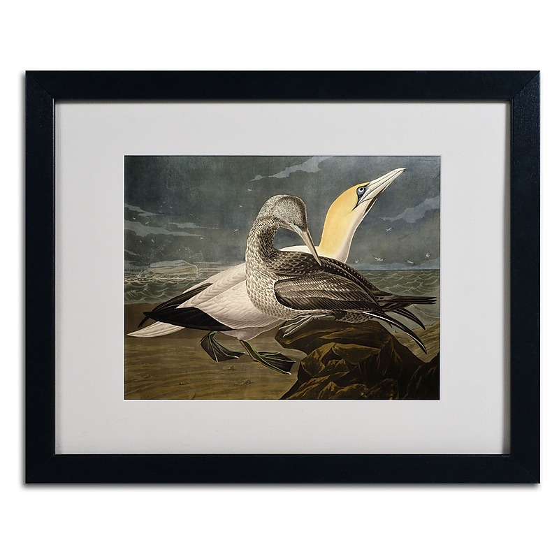 Trademark Fine Art 'Gannets' 16" x 20" Black Frame Art image 1