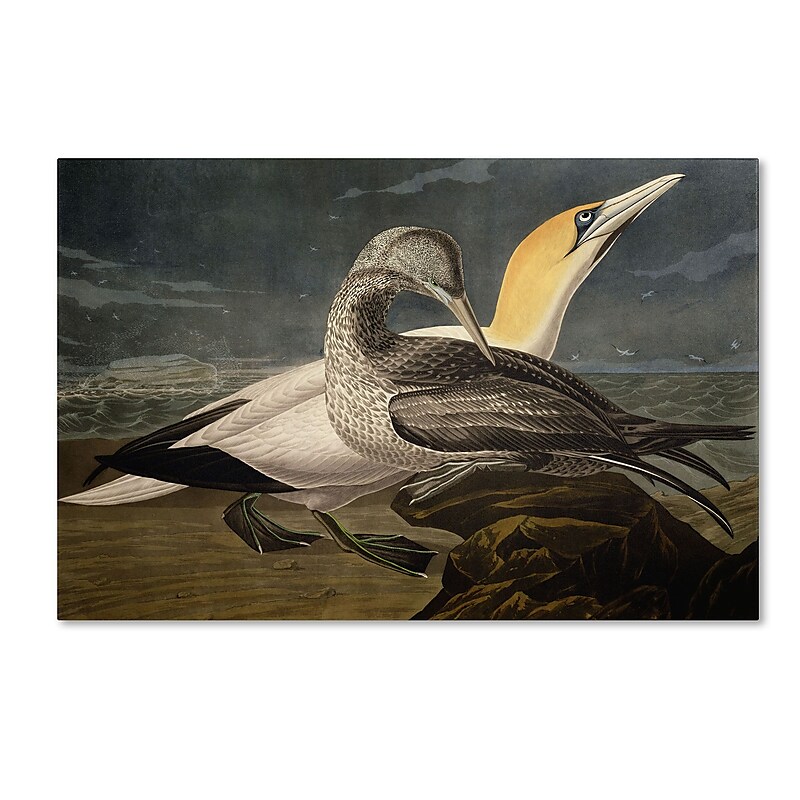 Trademark Fine Art 'Gannets' 22" x 32" Canvas Art image 1
