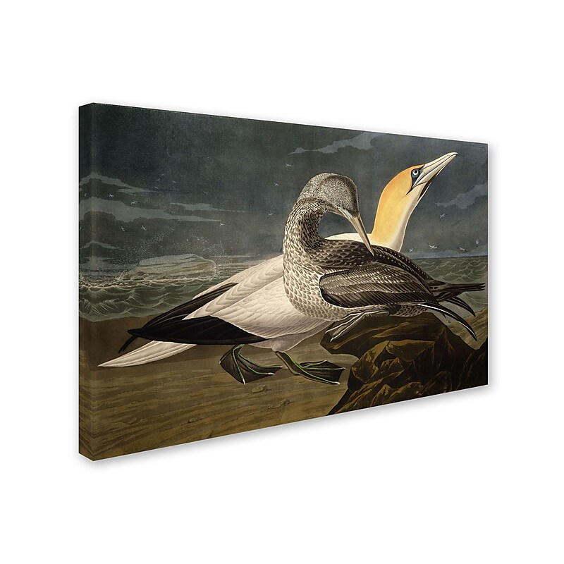 Trademark Fine Art 'Gannets' 30" x 47" Canvas Art image 1
