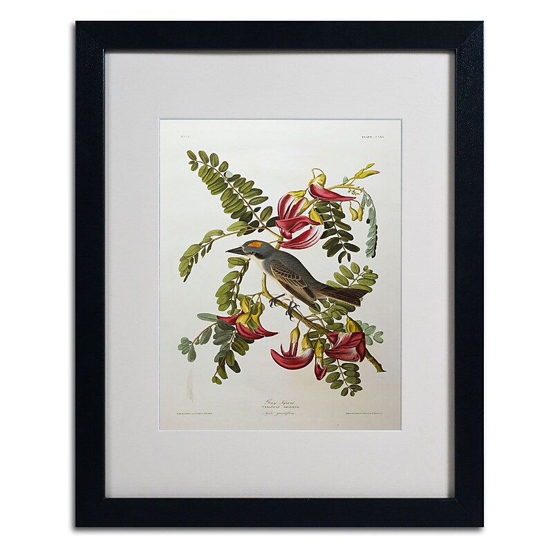 Trademark Fine Art 'Gray Tyrant #44; Gray Kingbird' 16" x 20" Black Frame Art image 1