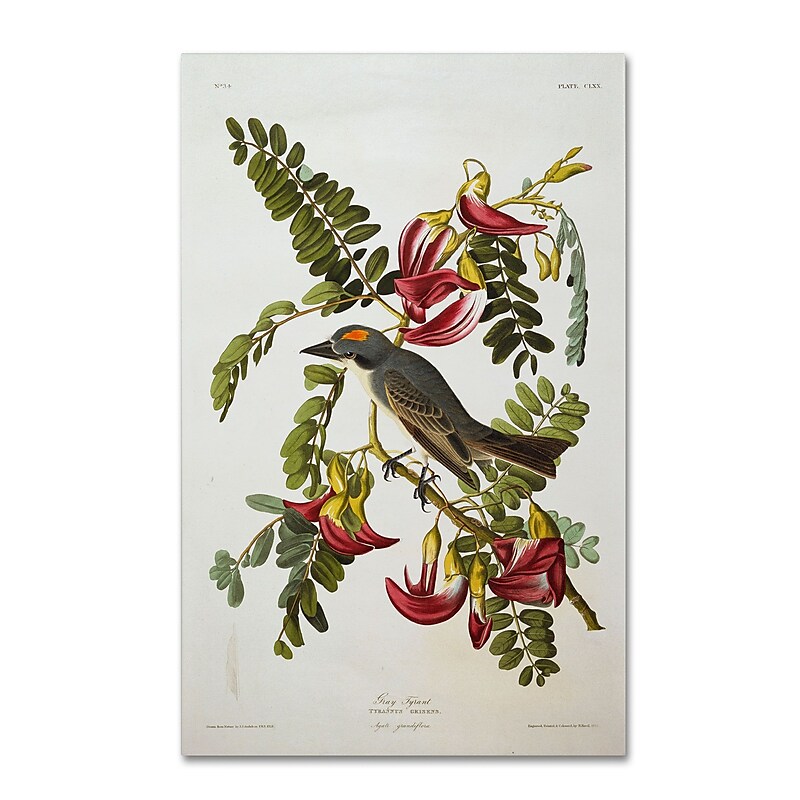 Trademark Fine Art 'Gray Tyrant #44; Gray Kingbird' 22" x 32" Canvas Art image 1