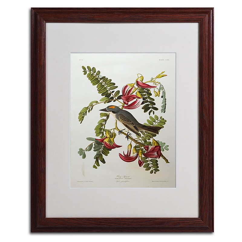Trademark Fine Art 'Gray Tyrant #44; Gray Kingbird' 16" x 20" Wood Frame Art image 1