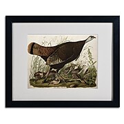 Trademark Fine Art 'Great American Hen and Young' 16" x 20" Black Frame Art