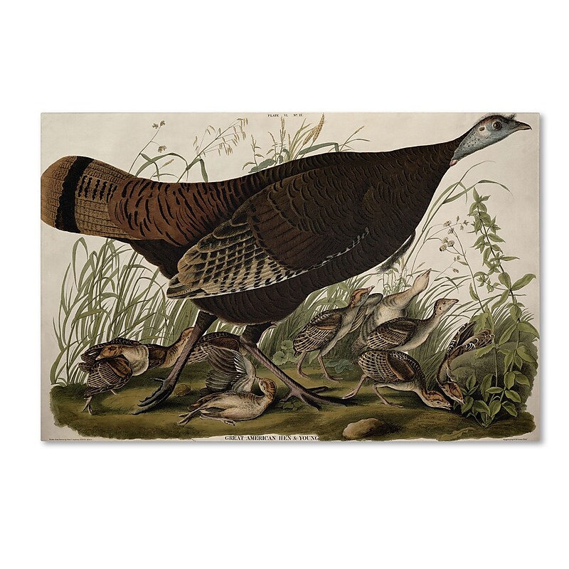 Trademark Fine Art 'Great American Hen and Young' 30" x 47" Canvas Art image 1