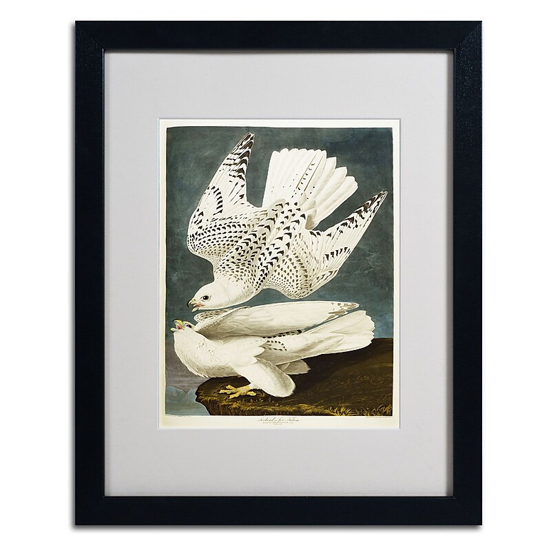 Trademark Fine Art 'Iceland or Jer Falcon' 16" x 20" Black Frame Art image 1