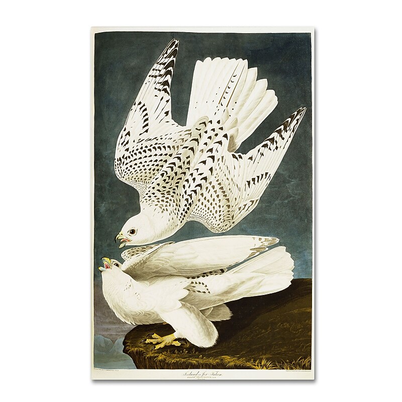 Trademark Fine Art 'Iceland or Jer Falcon' 30" x 47" Canvas Art image 1