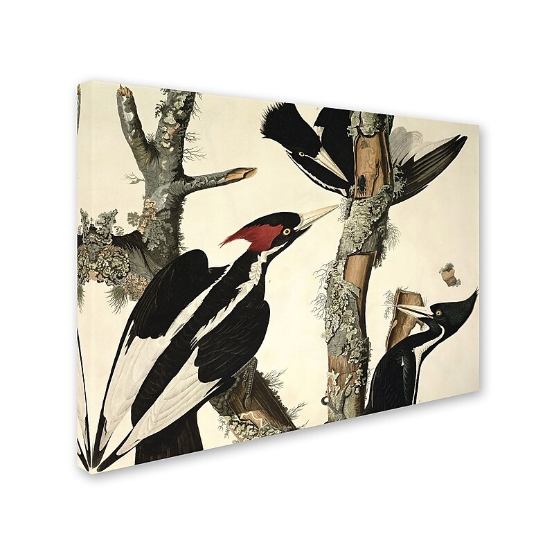 Trademark Fine Art 'Ivory-Billed Woodpecker' 14" x 19" Canvas Art image 1