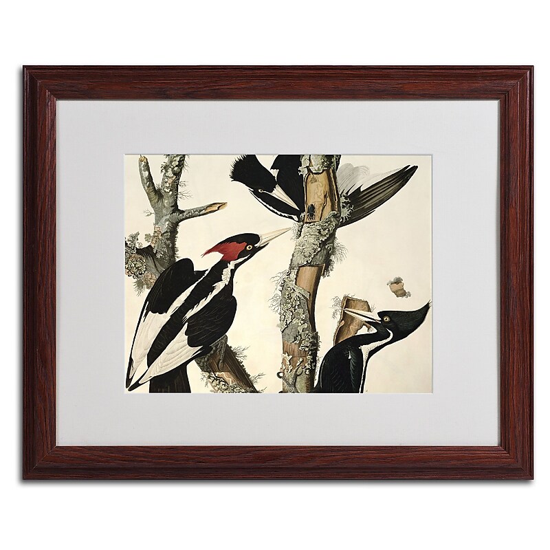 Trademark Fine Art 'Ivory-Billed Woodpecker' 16" x 20" Wood Frame Art image 1