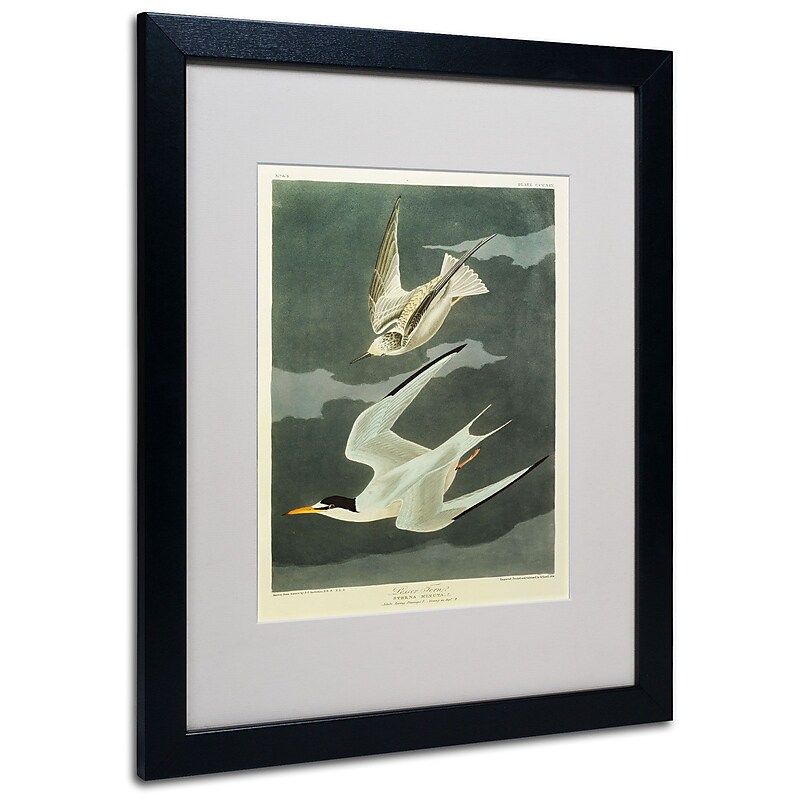 Trademark Fine Art 'Lesser Tern #44; Little Tern' 16" x 20" Black Frame Art image 1