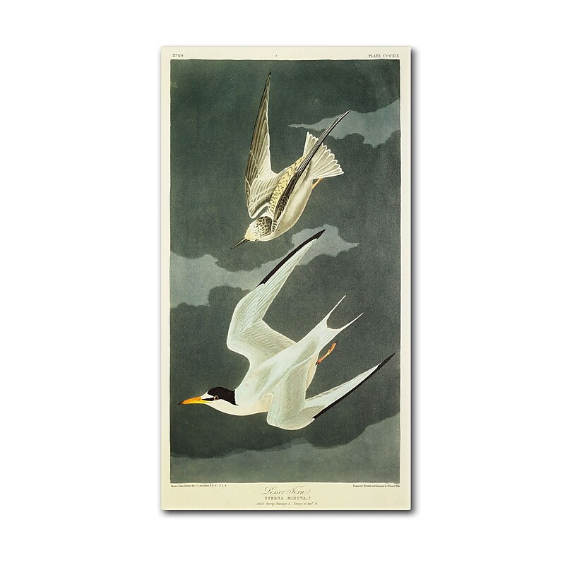 Trademark Fine Art 'Lesser Tern #44; Little Tern' 30" x 47" Canvas Art image 1