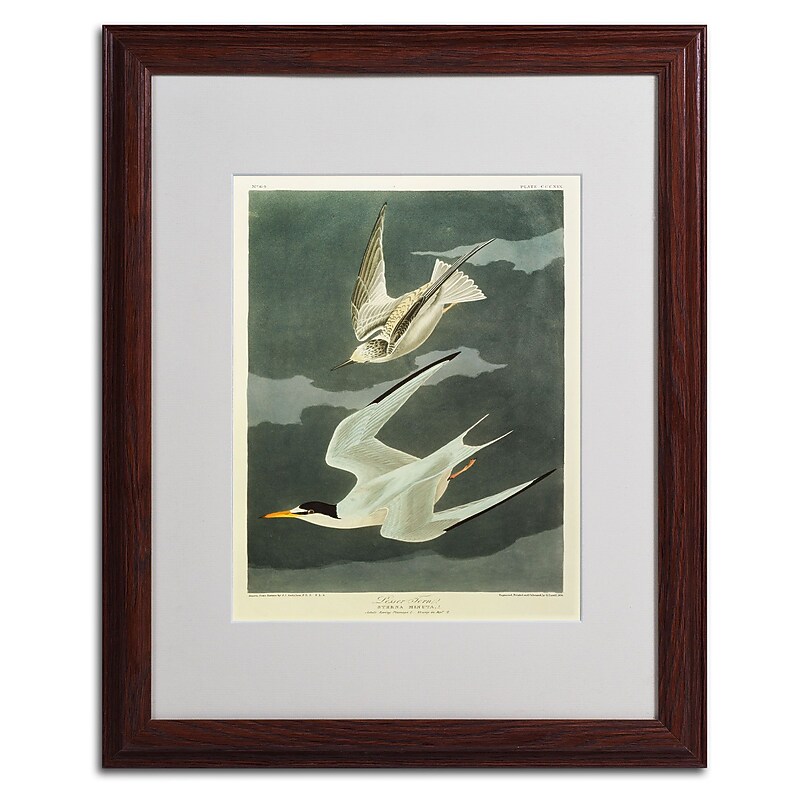 Trademark Fine Art 'Lesser Tern #44; Little Tern' 16" x 20" Wood Frame Art image 1