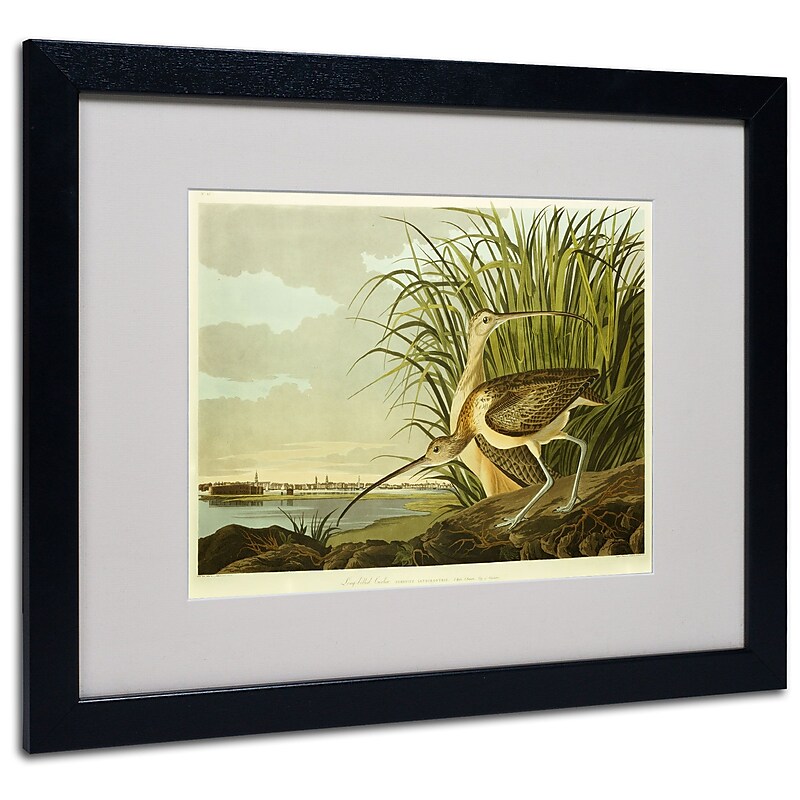 Trademark Fine Art 'Long Billed Curlew' 16" x 20" Black Frame Art image 1