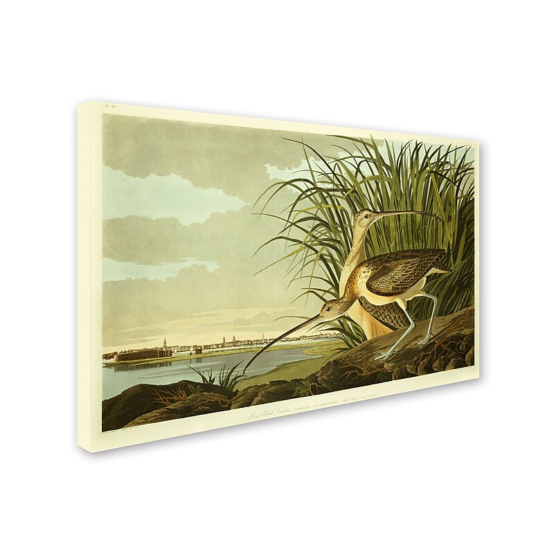 Trademark Fine Art 'Long Billed Curlew' 16" x 24" Canvas Art image 1