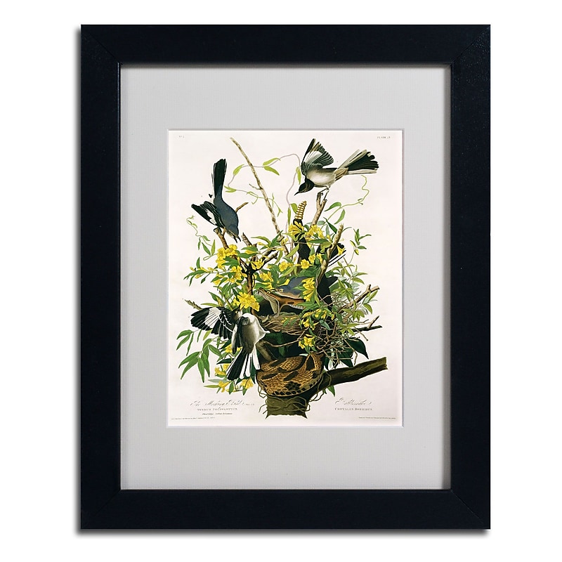 Trademark Fine Art 'Mocking Birds and Snake II' 11" x 14" Black Frame Art image 1