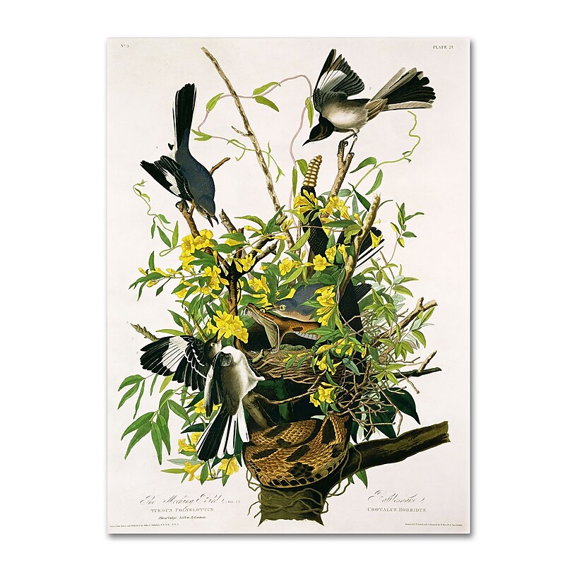 Trademark Fine Art 'Mocking Birds and Snake II' 35" x 47" Canvas Art image 1