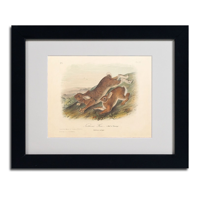 Trademark Fine Art 'Northern Hare' 11" x 14" Black Frame Art image 1