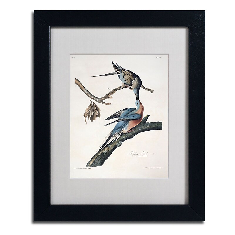 Trademark Fine Art 'Passenger Pigeon' 11" x 14" Black Frame Art image 1