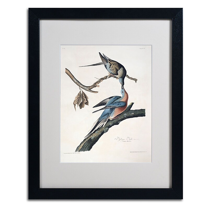 Trademark Fine Art 'Passenger Pigeon' 16" x 20" Black Frame Art image 1