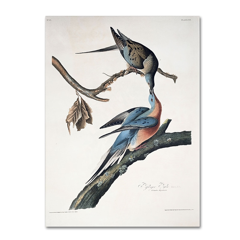Trademark Fine Art 'Passenger Pigeon' 18" x 24" Canvas Art image 1