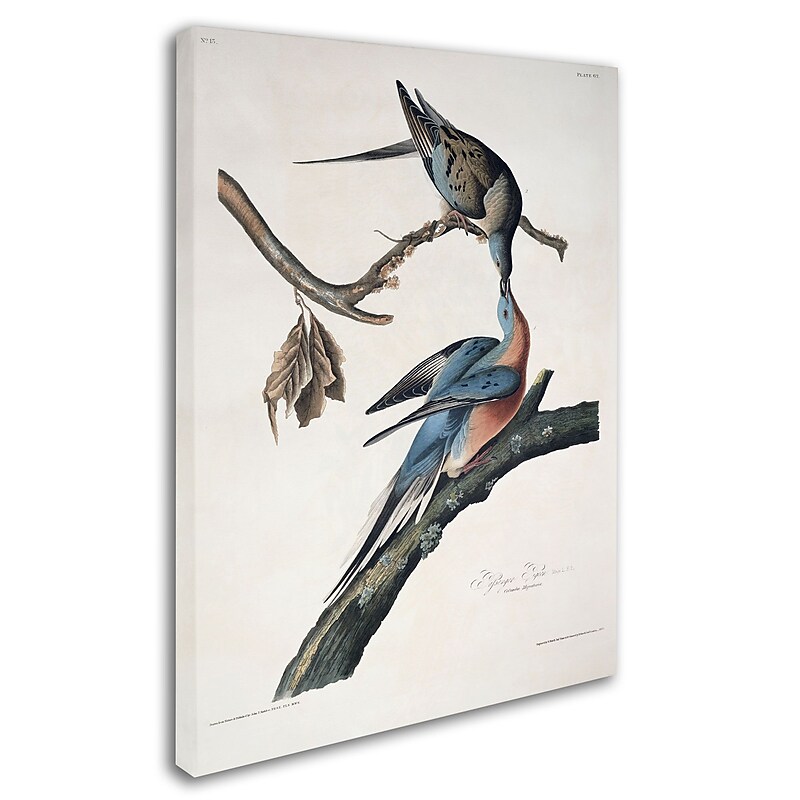 Trademark Fine Art 'Passenger Pigeon' 24" x 32" Canvas Art image 1