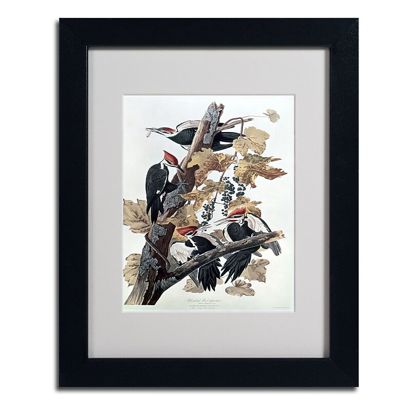 Trademark Fine Art 'Pileated Woodpeckers' 11" x 14" Black Frame Art image 1