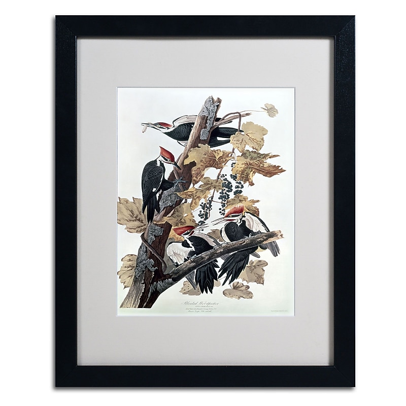 Trademark Fine Art 'Pileated Woodpeckers' 16" x 20" Black Frame Art image 1