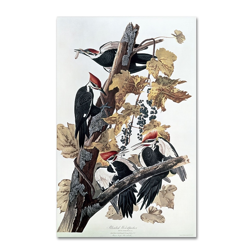 Trademark Fine Art 'Pileated Woodpeckers' 16" x 24" Canvas Art image 1