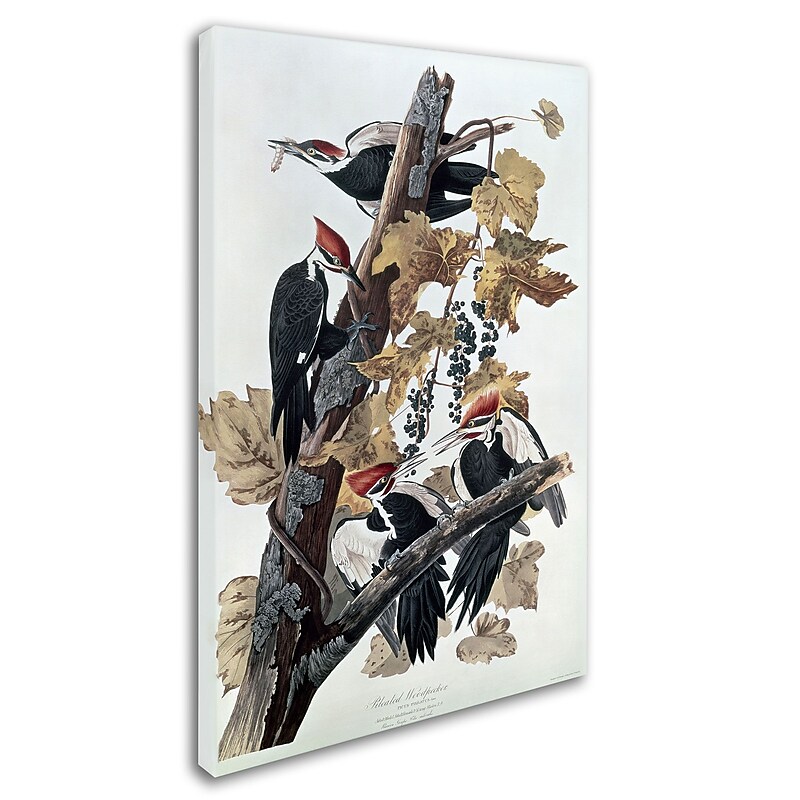 Trademark Fine Art 'Pileated Woodpeckers' 30" x 47" Canvas Art image 1
