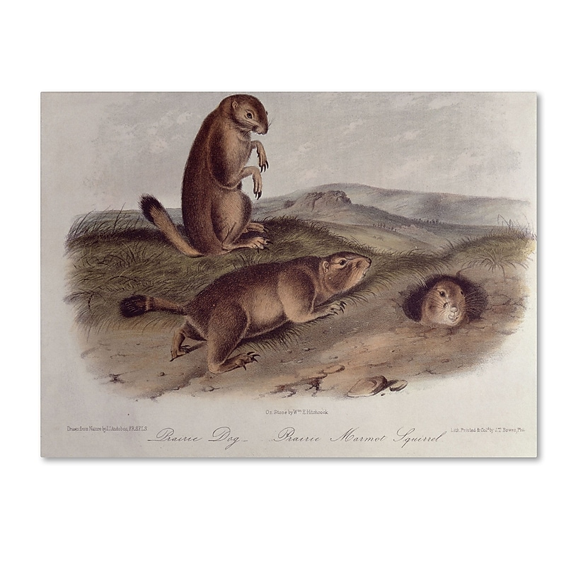 Trademark Fine Art 'Prairie Dog' 18" x 24" Canvas Art image 1