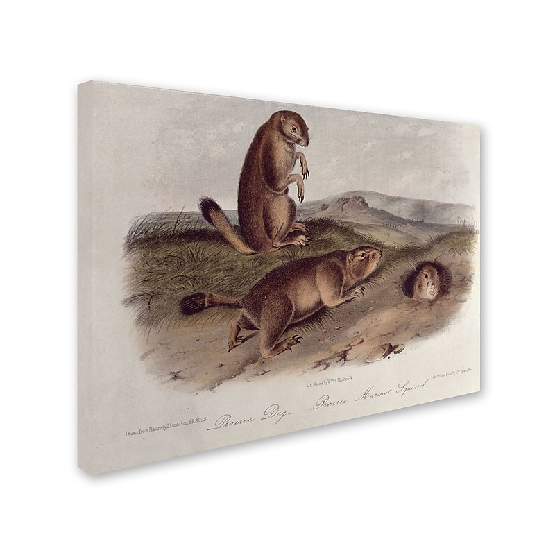 Trademark Fine Art 'Prairie Dog' 14" x 19" Canvas Art image 1