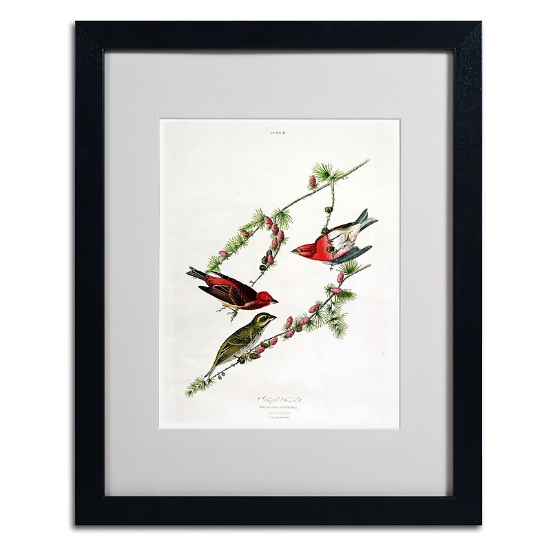Trademark Fine Art 'Purple Finch' 16" x 20" Black Frame Art image 1