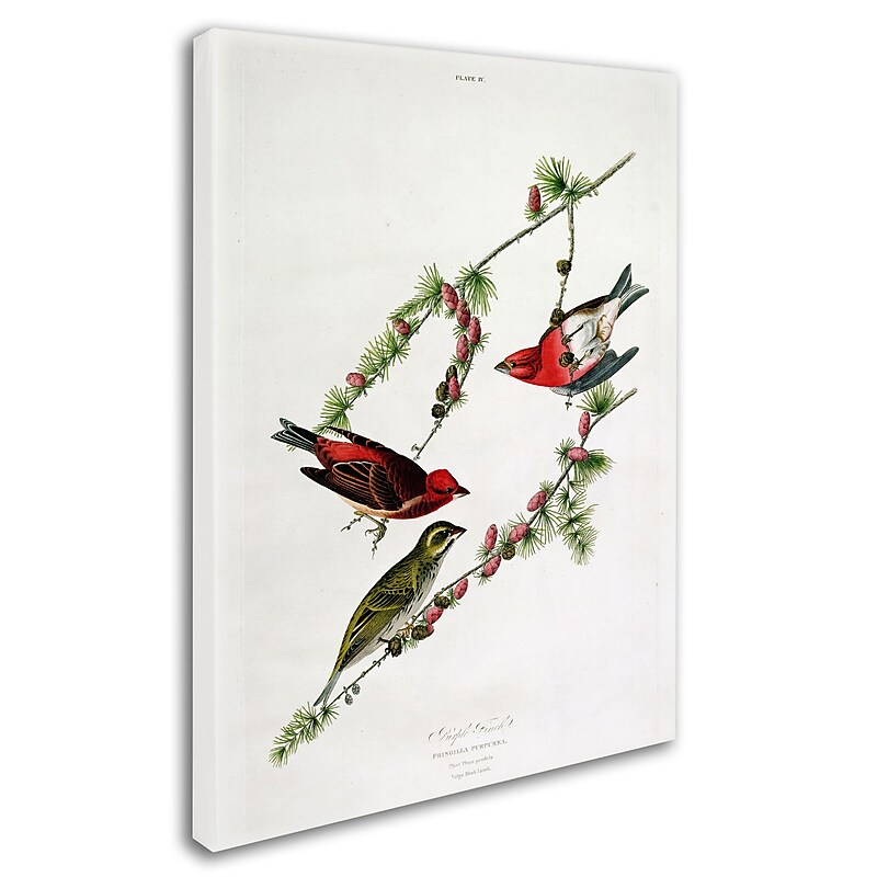 Trademark Fine Art 'Purple Finch' 14" x 19" Canvas Art image 1
