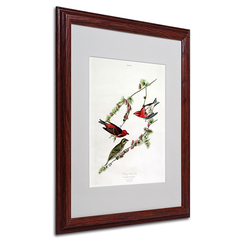 Trademark Fine Art 'Purple Finch' 16" x 20" Wood Frame Art image 1