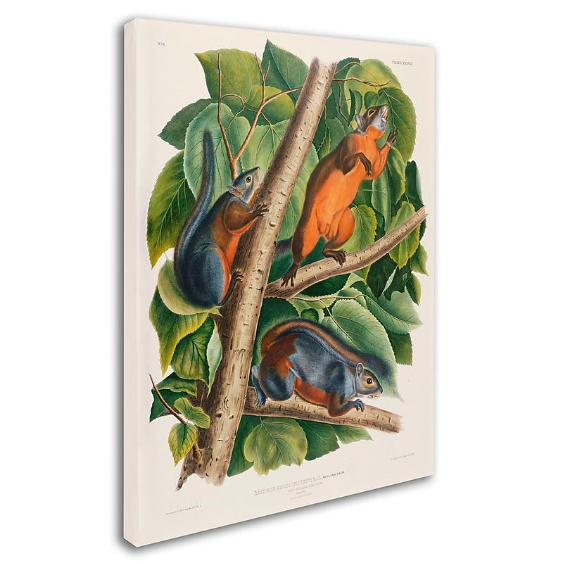 Trademark Fine Art 'Red-Bellied Squirrel' 14" x 19" Canvas Art image 1