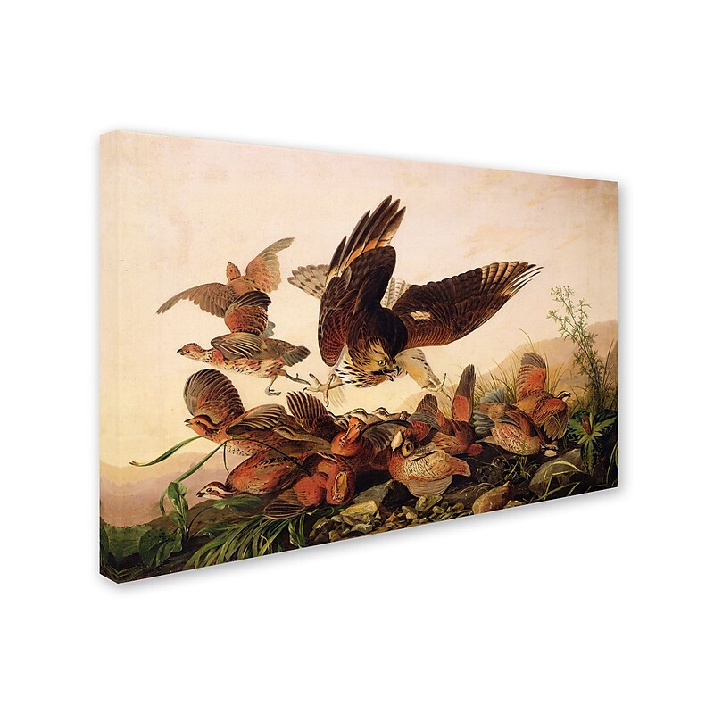 Trademark Fine Art 'Red-Shouldered Hawk' 16" x 24" Canvas Art image 1