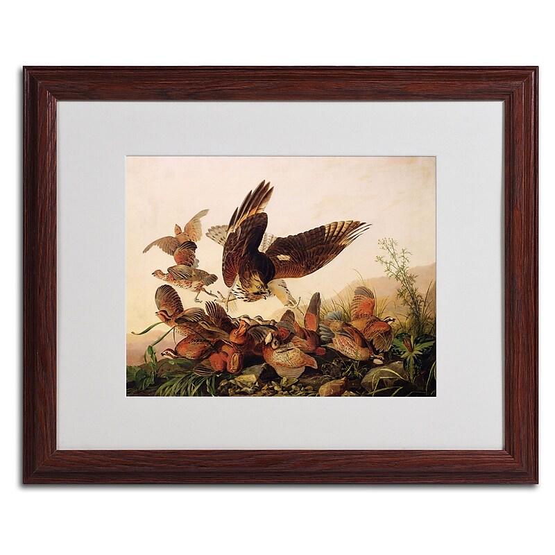 Trademark Fine Art 'Red-Shouldered Hawk' 16" x 20" Wood Frame Art image 1